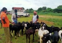 Goats for livelihood and sustainability