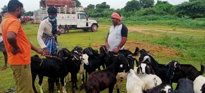 Goats for livelihood and sustainability