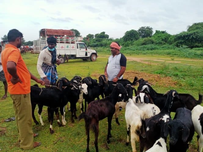 Goats for livelihood and sustainability