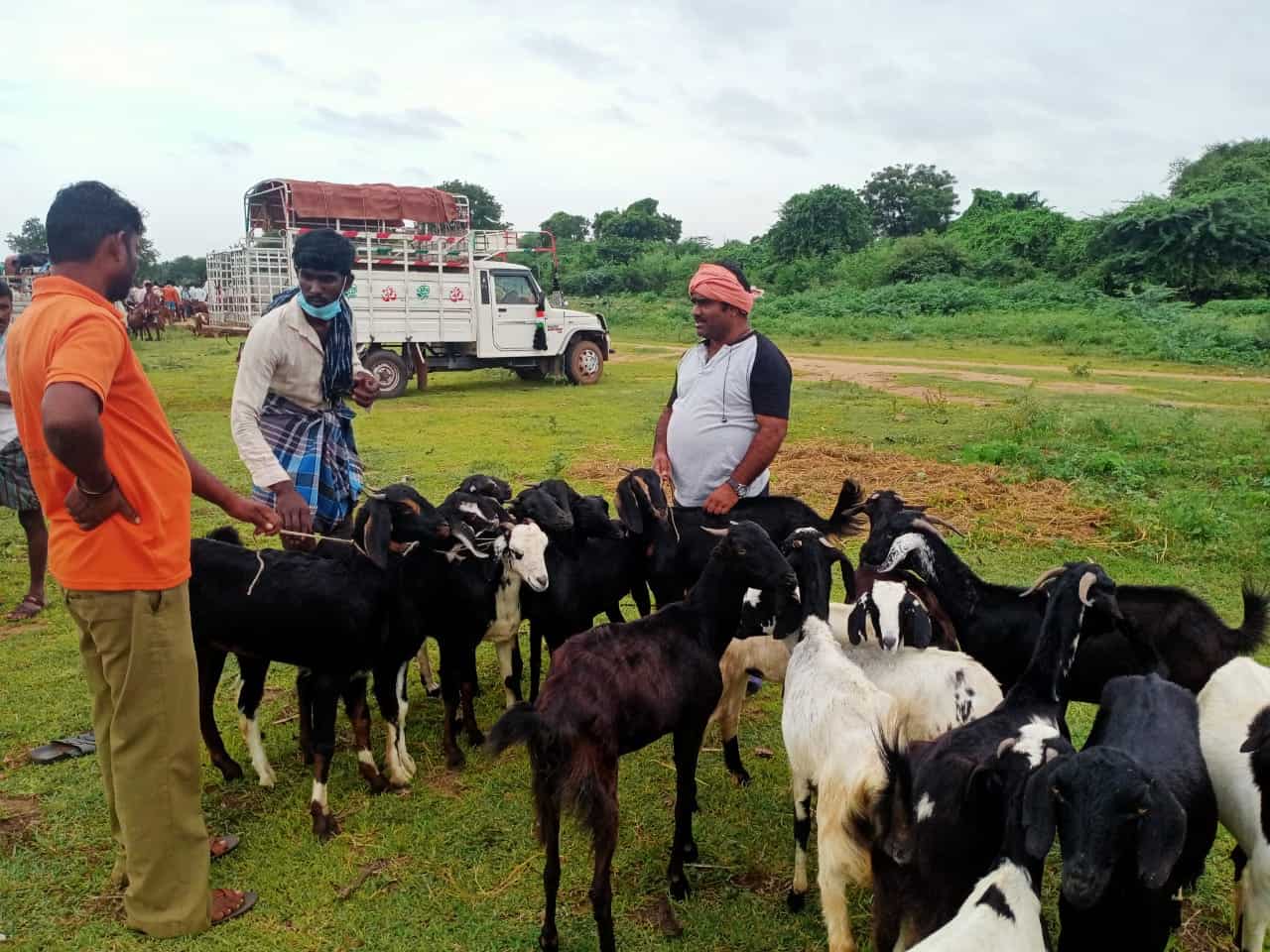 Goats for Livelihood and Sustainability for disadvantaged