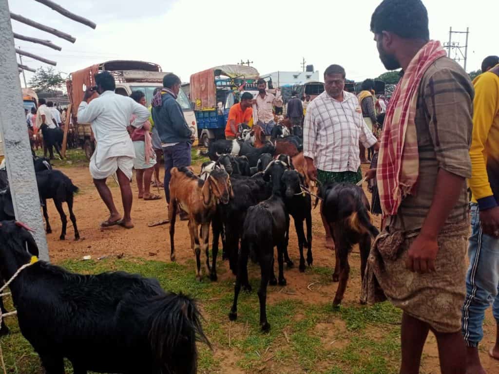 goats for livelihood and sustainability
